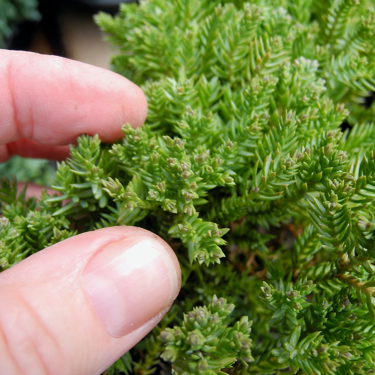 Dwarf Japanese Garden Juniper - Juniperus procumbens 'Nana'