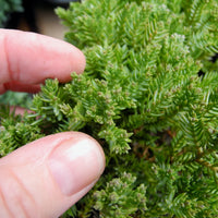 Dwarf Japanese Garden Juniper - Juniperus procumbens 'Nana'