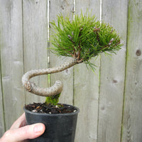 Twisty Mugo Pine - Pinus mugo 'Twisty'