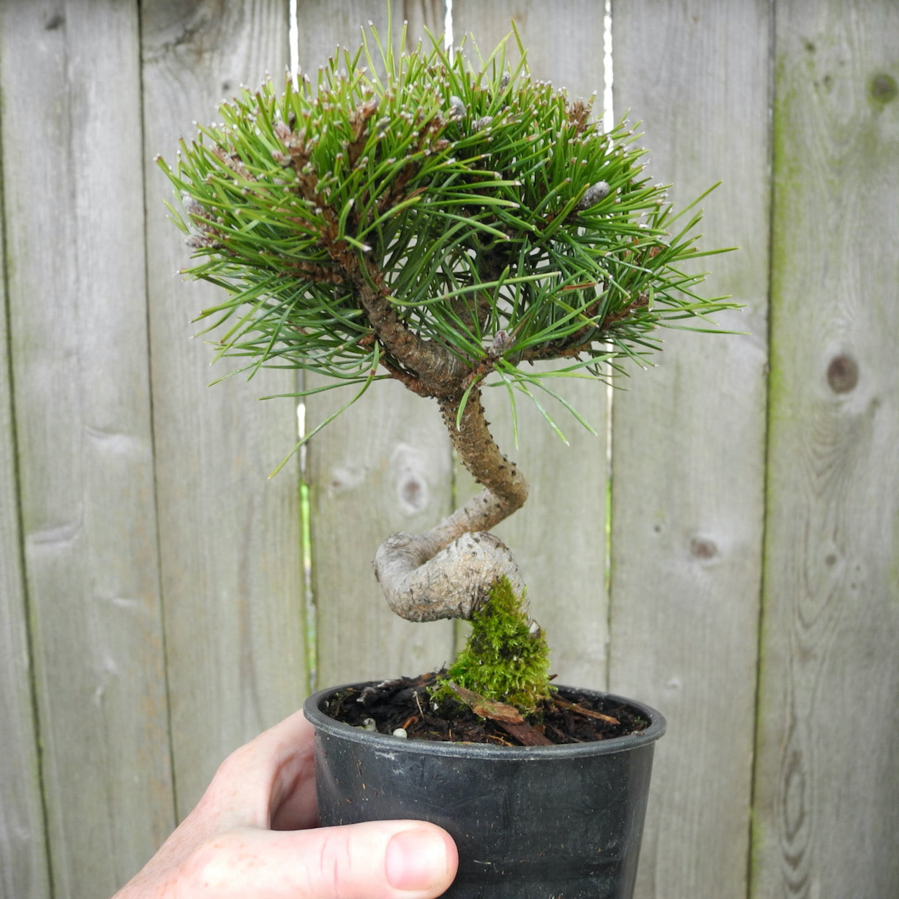 Twisty Mugo Pine - Pinus mugo 'Twisty'