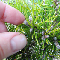 Twisty Mugo Pine - Pinus mugo 'Twisty'