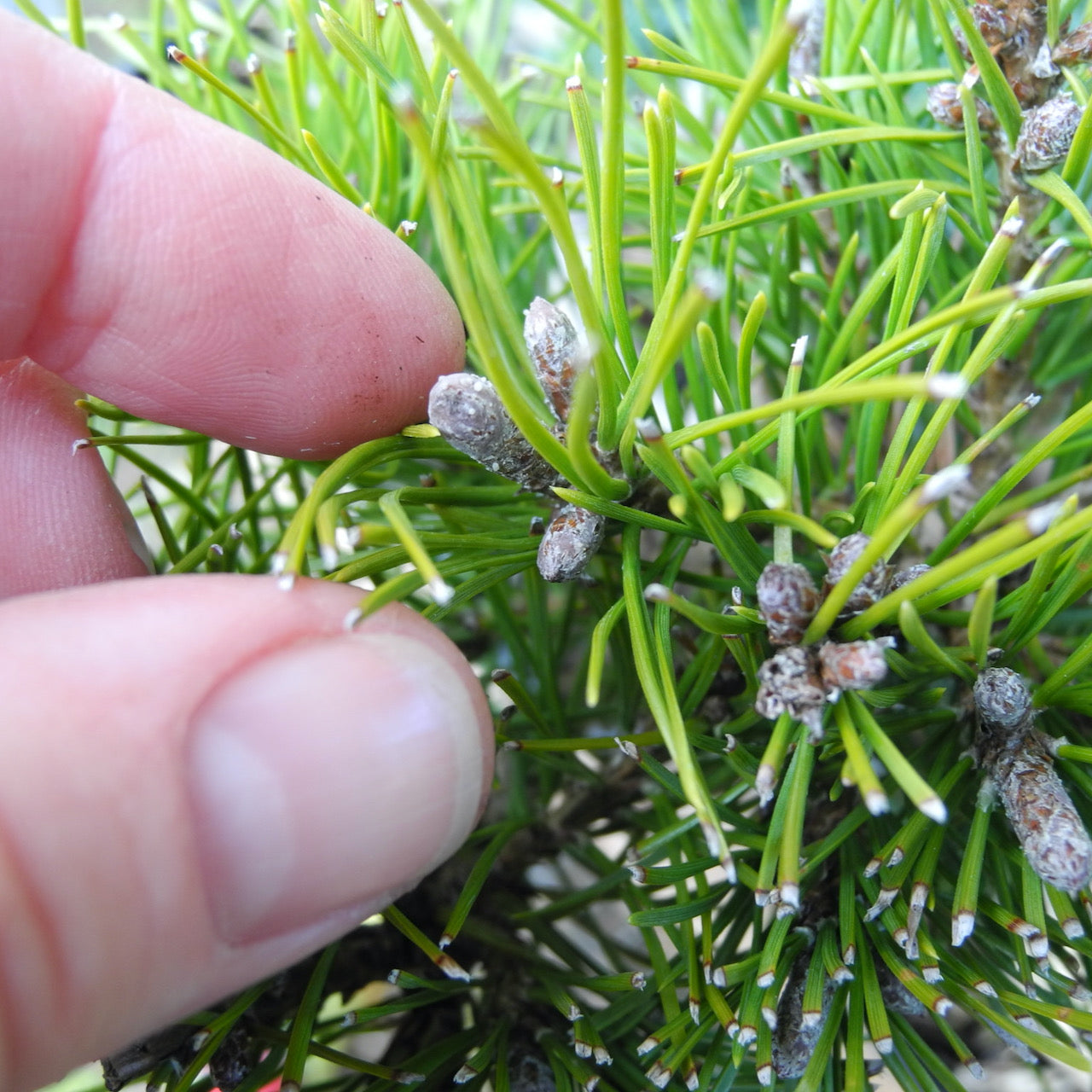 Twisty Mugo Pine - Pinus mugo 'Twisty'