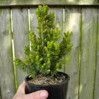 Rainbow's End Dwarf Spruce - Picea glauca 'Rainbow's End'