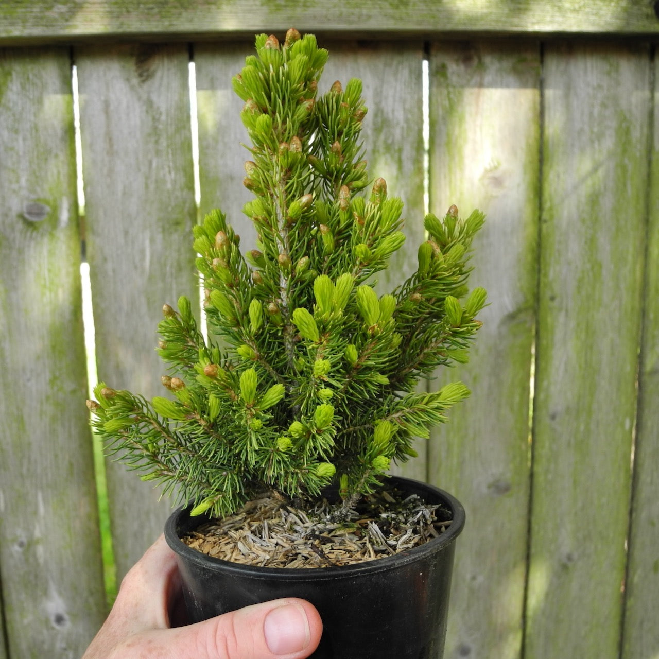 Rainbow's End Dwarf Spruce - Picea glauca 'Rainbow's End'