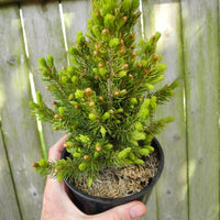 Rainbow's End Dwarf Spruce - Picea glauca 'Rainbow's End'