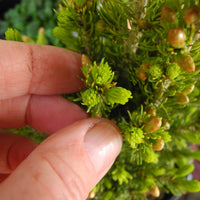Rainbow's End Dwarf Spruce - Picea glauca 'Rainbow's End'