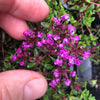Red Thyme - Thymus serpyllum 'Coccineus'