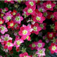 Fairy Plant: Mossy Saxifrage - Saxifraga x arendsii 'Touran Scarlet'