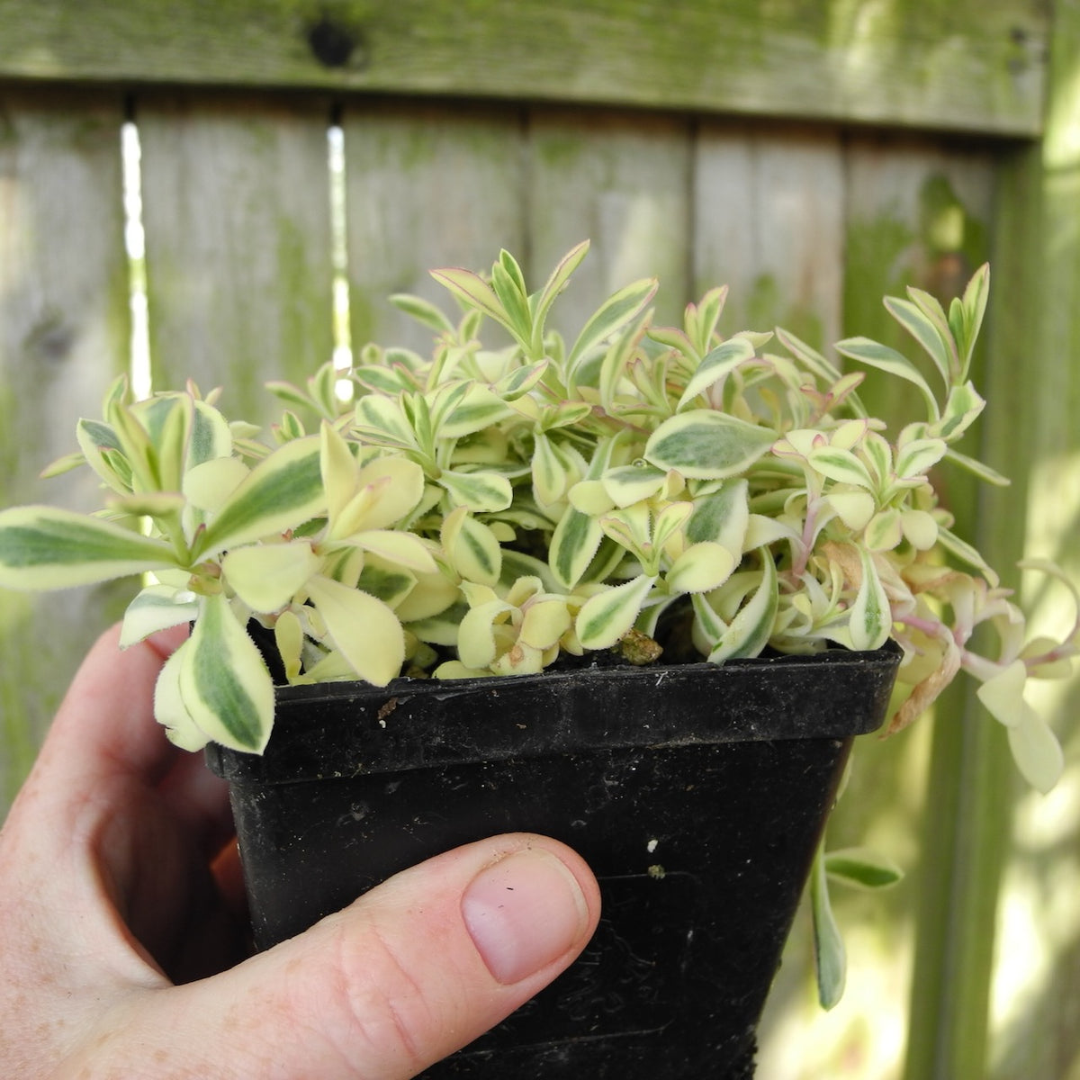 Sea Campion - Silene uniflora 'Druett's Variegated'