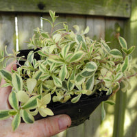 Sea Campion - Silene uniflora 'Druett's Variegated'