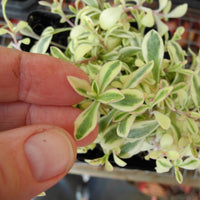 Sea Campion - Silene uniflora 'Druett's Variegated'