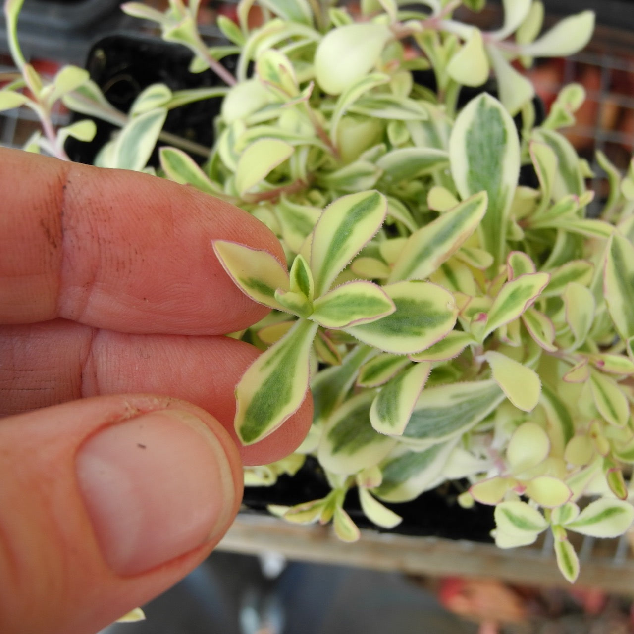 Sea Campion - Silene uniflora 'Druett's Variegated'