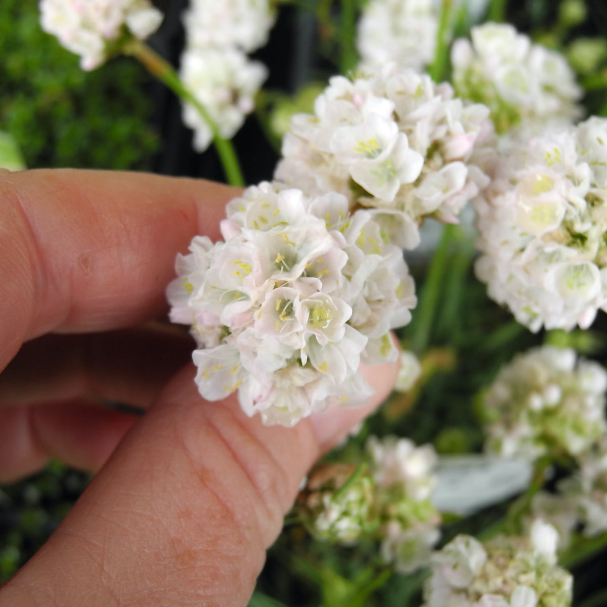 Morning Star White Seathrift - Armeria 'Alba'