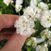 Morning Star White Seathrift - Armeria 'Alba'