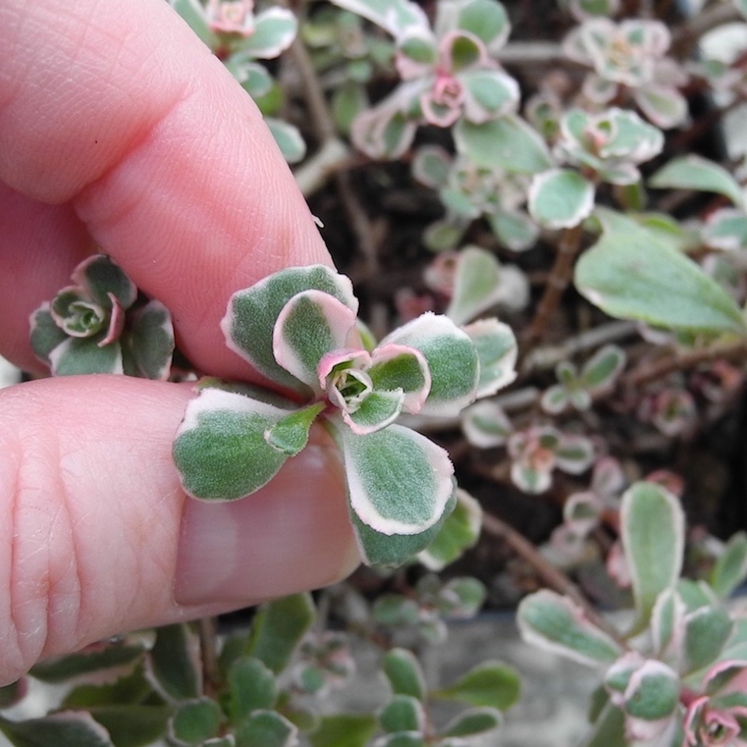 Tricolor Sedum - Sedum spurium 'Tricolor'