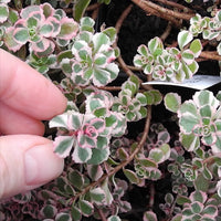 Tricolor Sedum - Sedum spurium 'Tricolor'