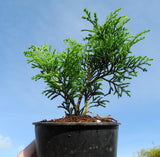 Siberian Cypress - Microbiota decussata