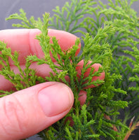 Siberian Cypress - Microbiota decussata