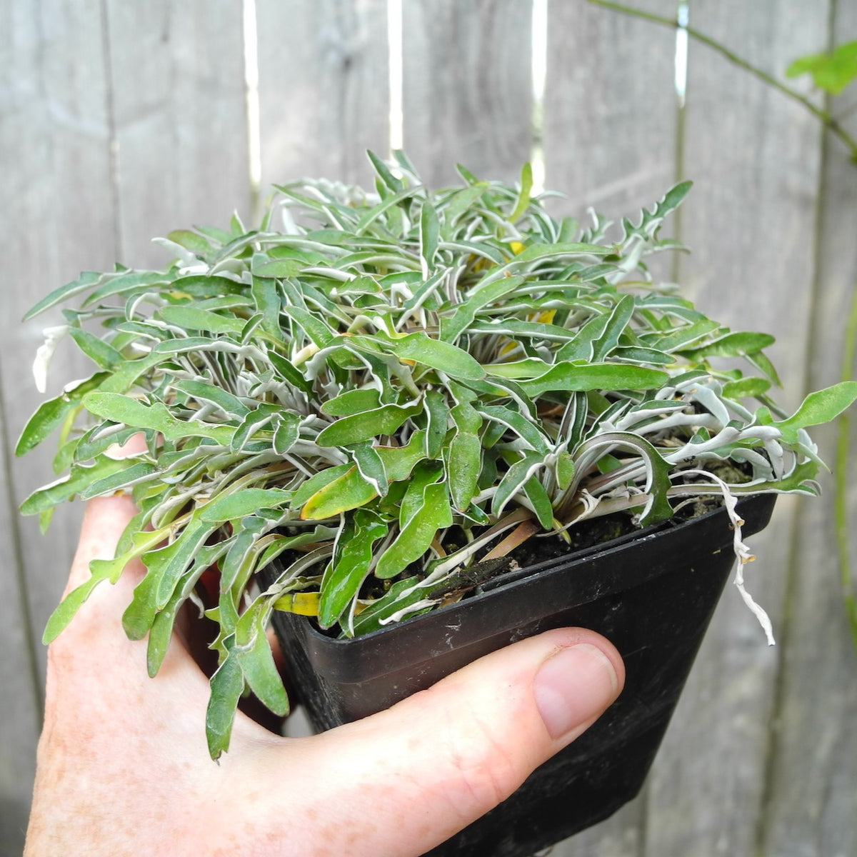 Silver Carpet - Dymondia margaretae