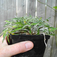 Silver Carpet - Dymondia margaretae