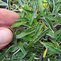 Silver Carpet - Dymondia margaretae