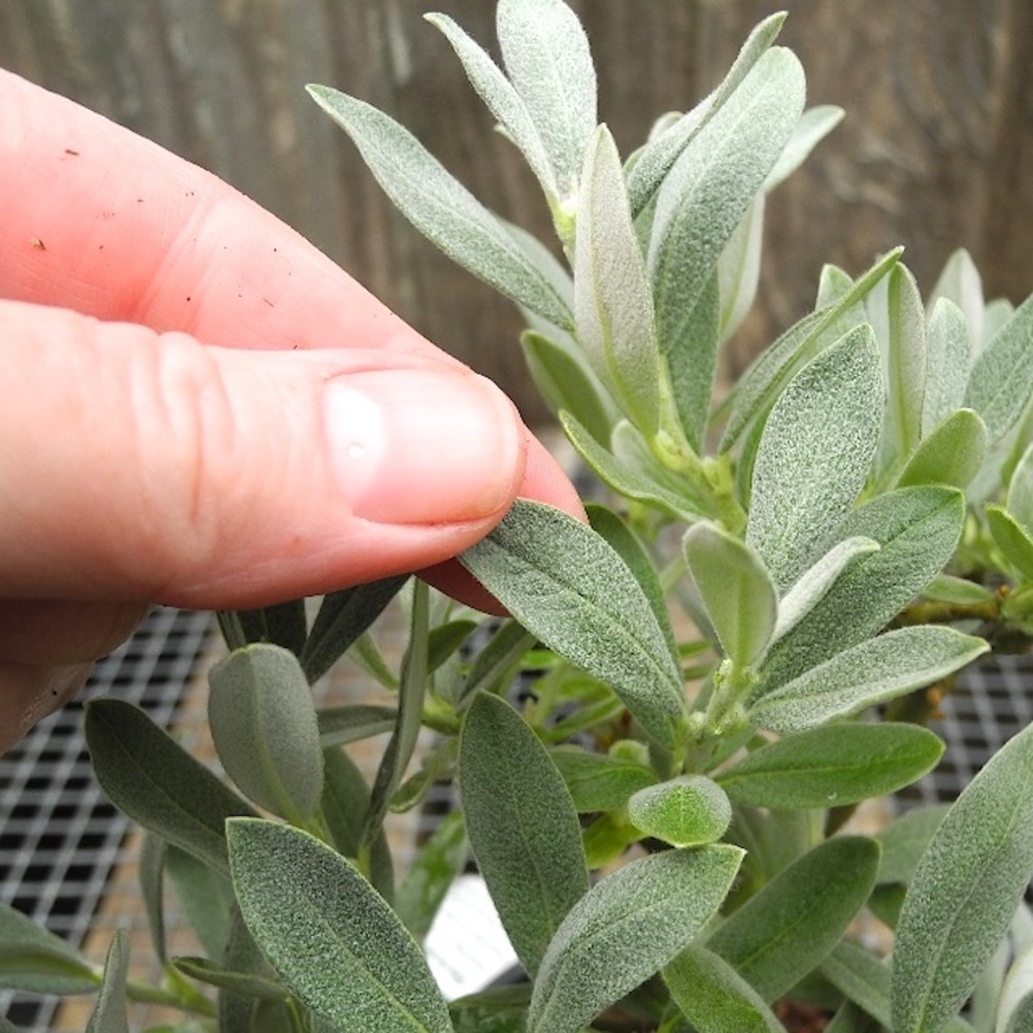 Silver Fox Hoary Willow - Salix candida 'Silver Fox'
