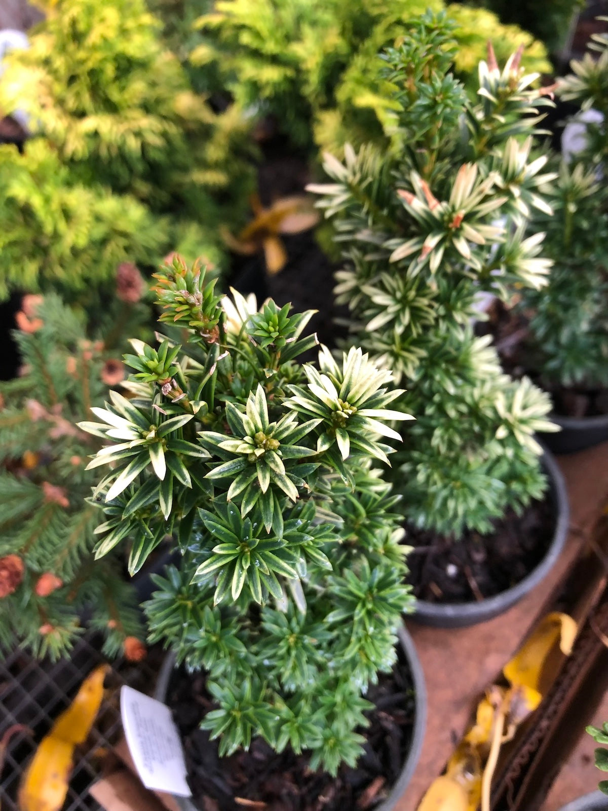 Dwarf Gold English Yew - Taxus baccata 'Goldener Zwerg'