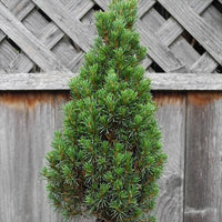 Jean's Dilly Dwarf Spruce - Picea glauca 'Jean's Dilly'