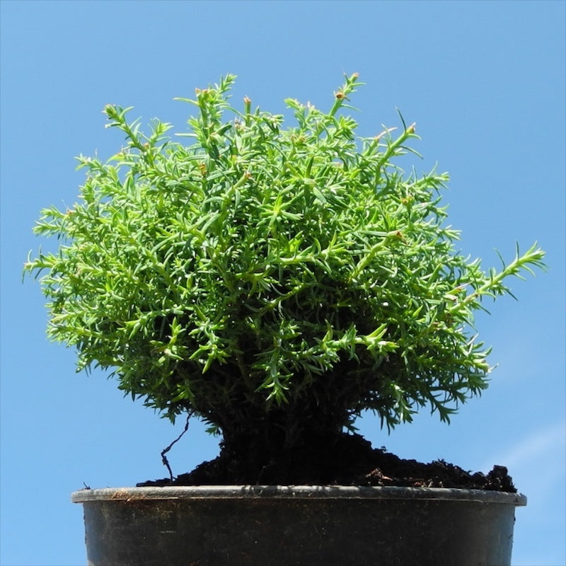 Intermediate Sawara Cypress - Chameacyparis pisifera 'Squarrosa Intermedia'