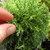 Intermediate Sawara Cypress - Chameacyparis pisifera 'Squarrosa Intermedia'