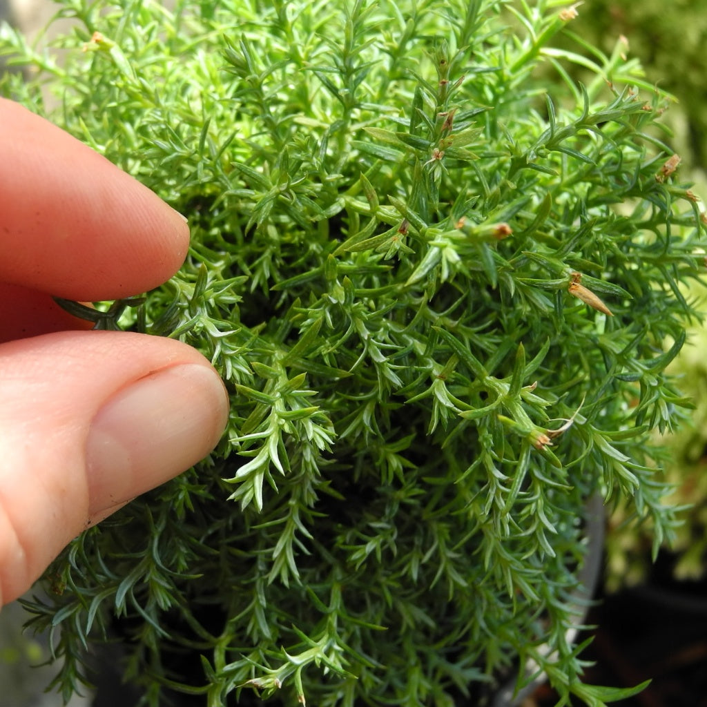 Intermediate Sawara Cypress - Chameacyparis pisifera 'Squarrosa Intermedia'