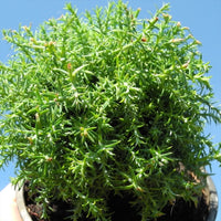 Intermediate Sawara Cypress - Chameacyparis pisifera 'Squarrosa Intermedia'