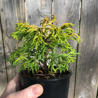 Sunny Swirl Hinoki Cypress - Chamaecyparis obtusa 'Sunny Swirl'