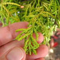 Sunny Swirl Hinoki Cypress - Chamaecyparis obtusa 'Sunny Swirl'