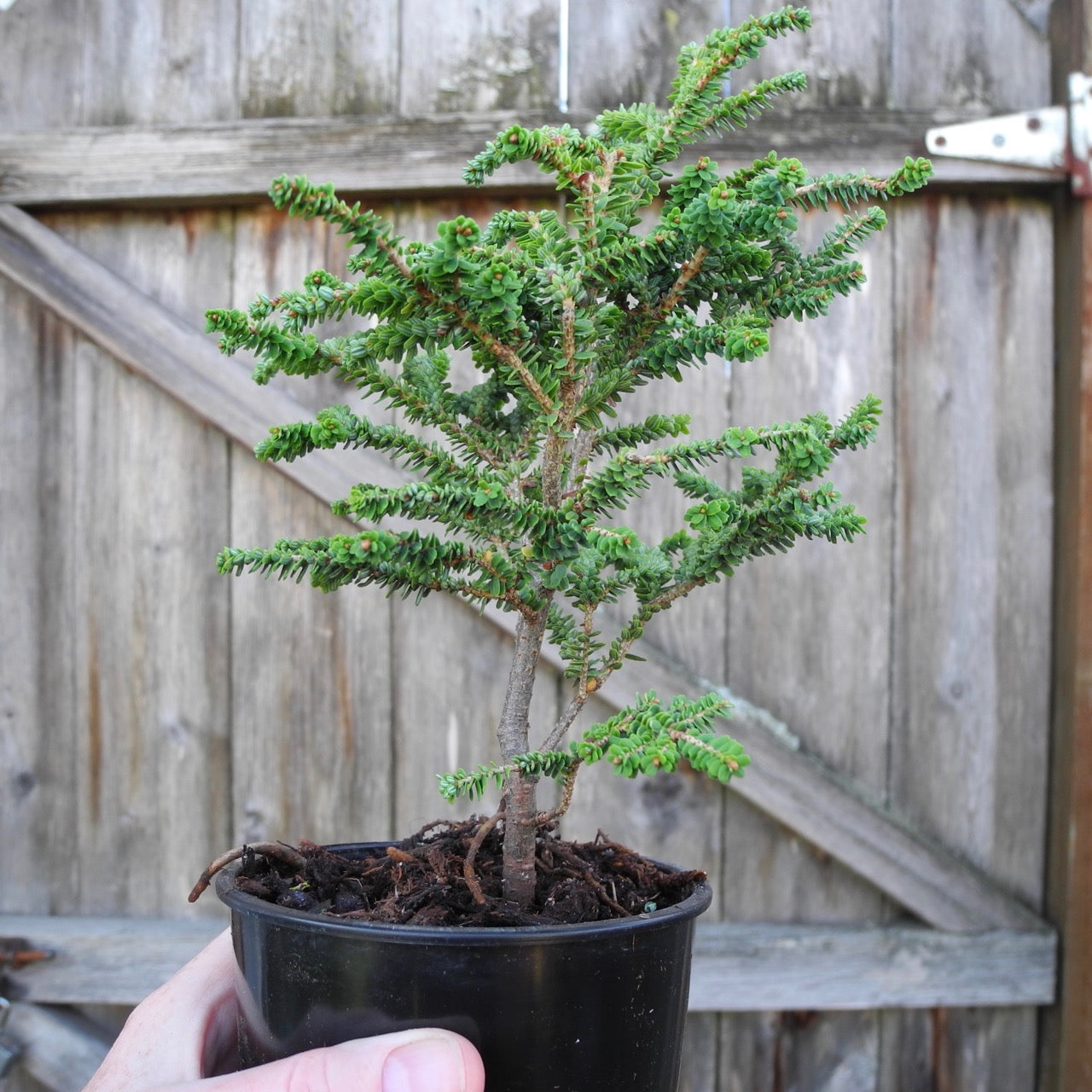 Hebefolia Canada Hemlock - Tsuga canadensis 'Hebefolia'