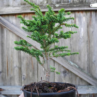 Hebefolia Canada Hemlock - Tsuga canadensis 'Hebefolia'