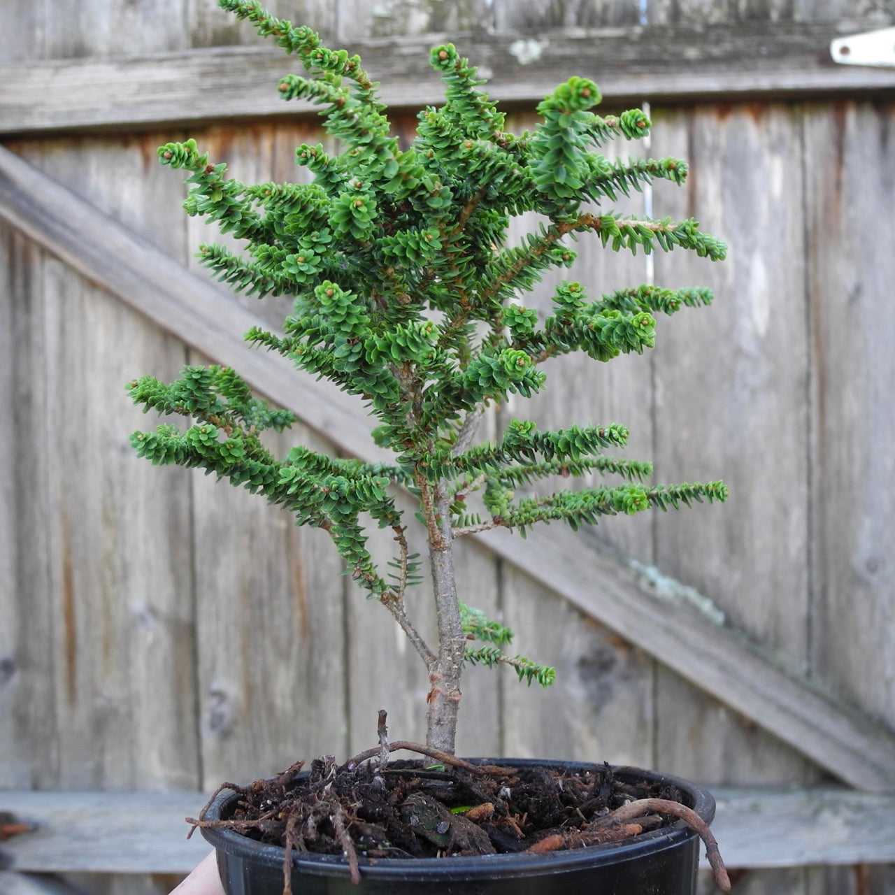 Hebefolia Canada Hemlock - Tsuga canadensis 'Hebefolia'
