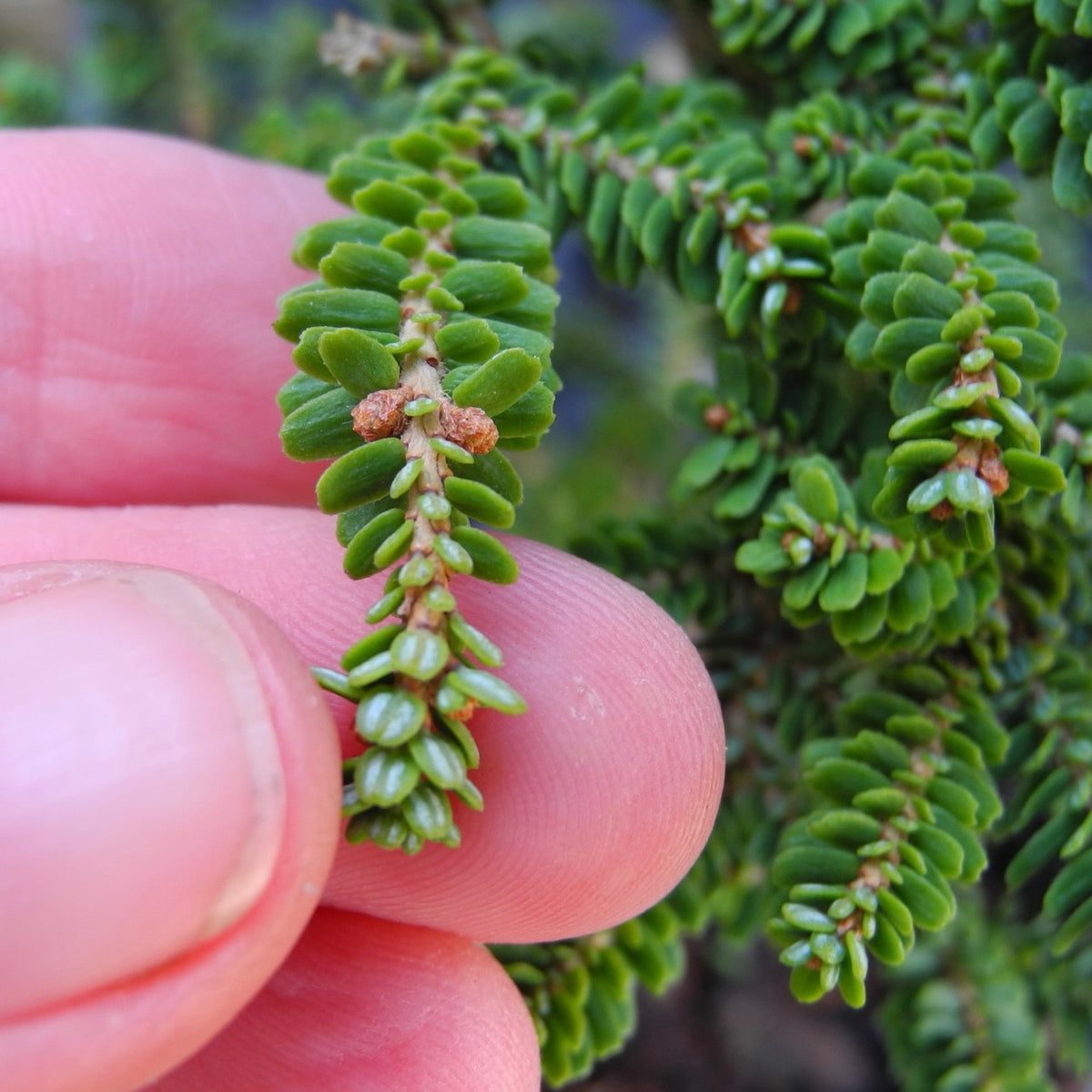 Hebefolia Canada Hemlock - Tsuga canadensis 'Hebefolia'
