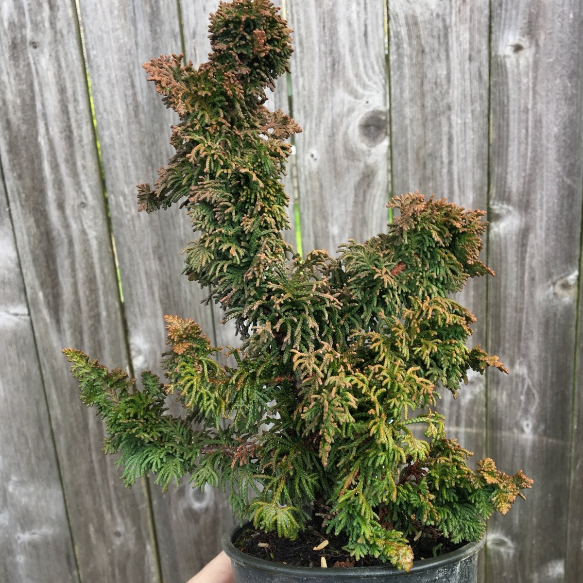 Malonyana Holub Dwarf Arborvitae - Thuja occidentalis 'Malonyana Holub'
