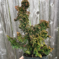 Malonyana Holub Dwarf Arborvitae - Thuja occidentalis 'Malonyana Holub'