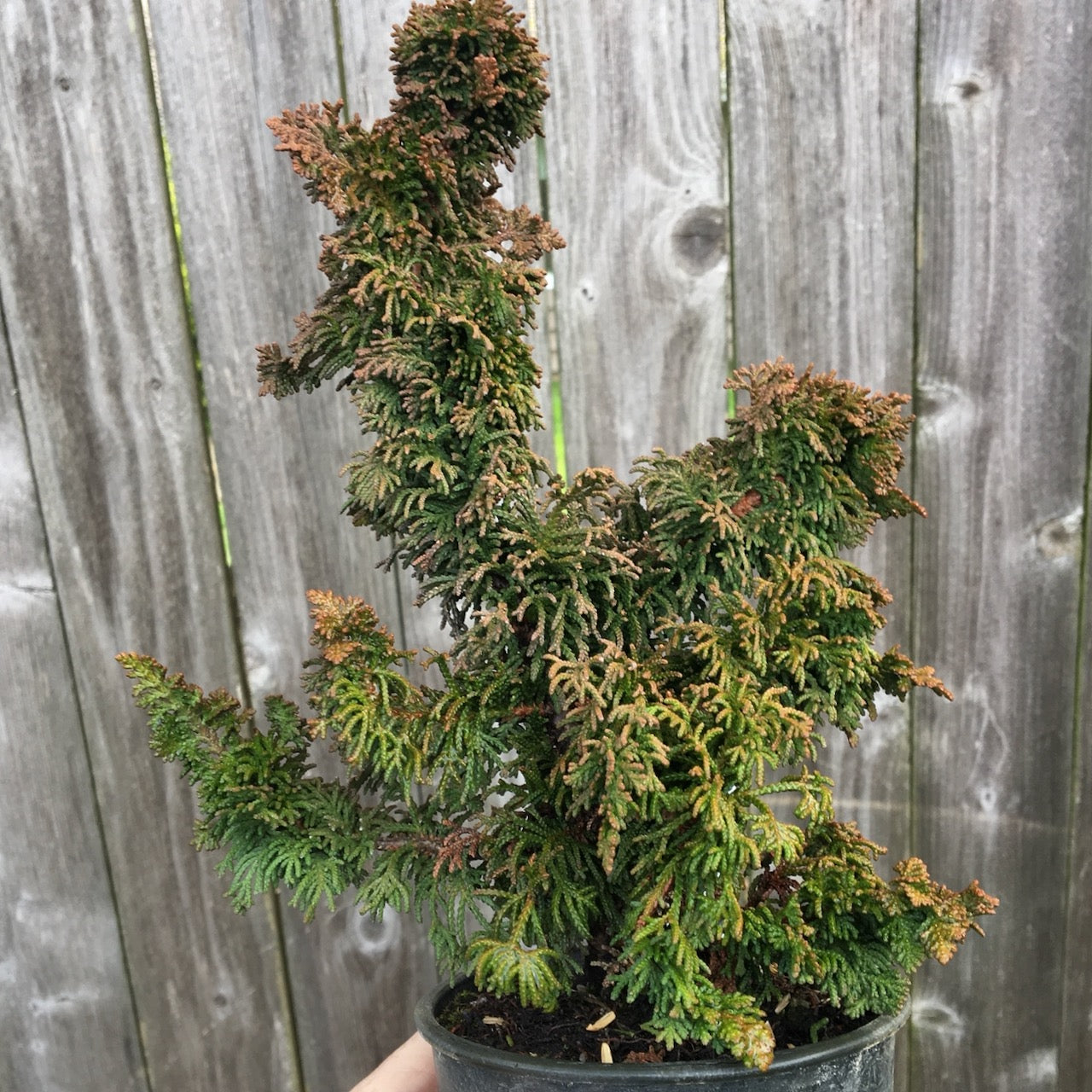 Malonyana Holub Dwarf Arborvitae - Thuja occidentalis 'Malonyana Holub'