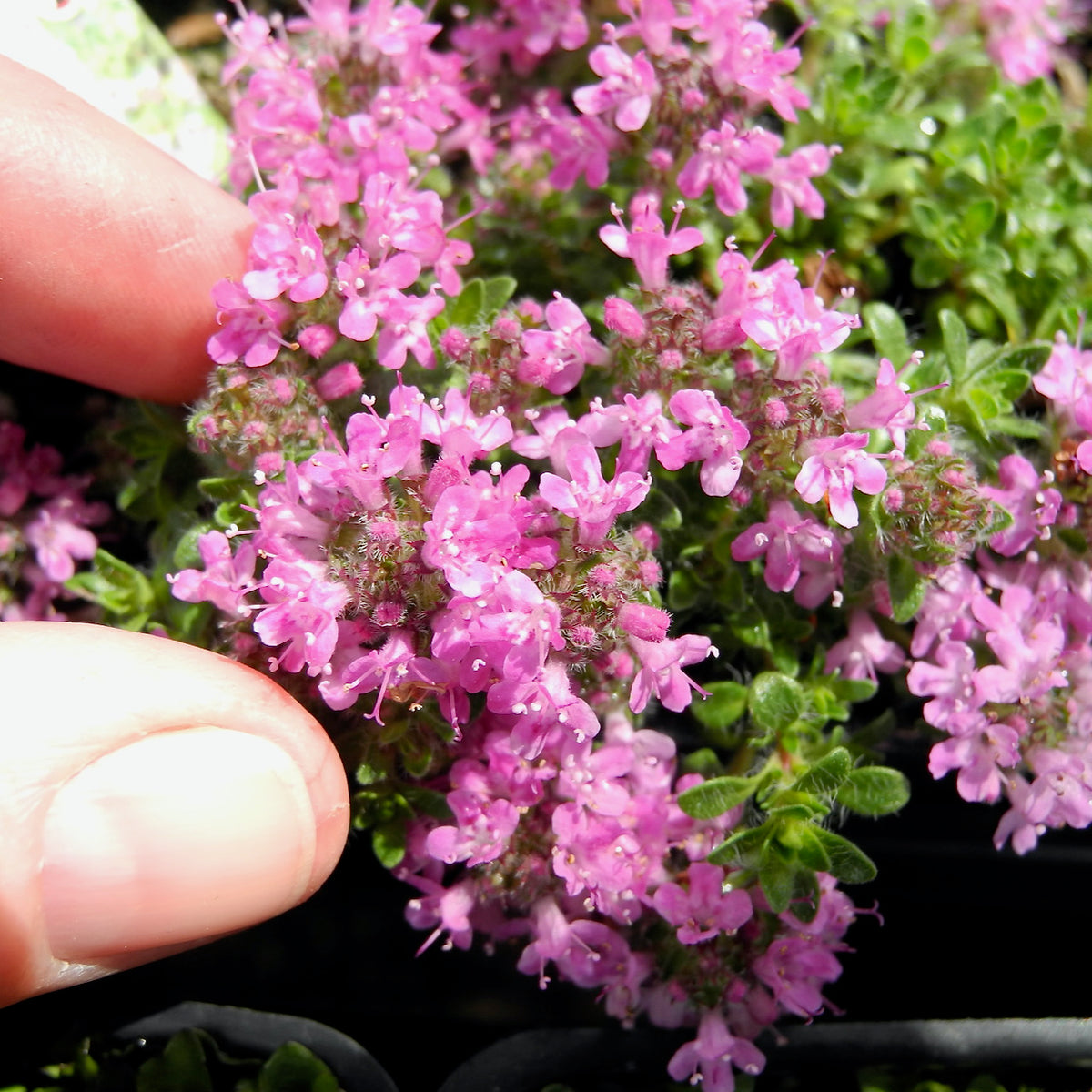 Pink Chintz Thyme - Thymus serpyllum 'Pink Chintz'