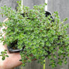 Woolly Thyme - Thymus pseudolanuginosus