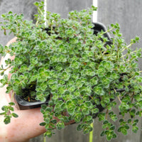 Woolly Thyme - Thymus pseudolanuginosus