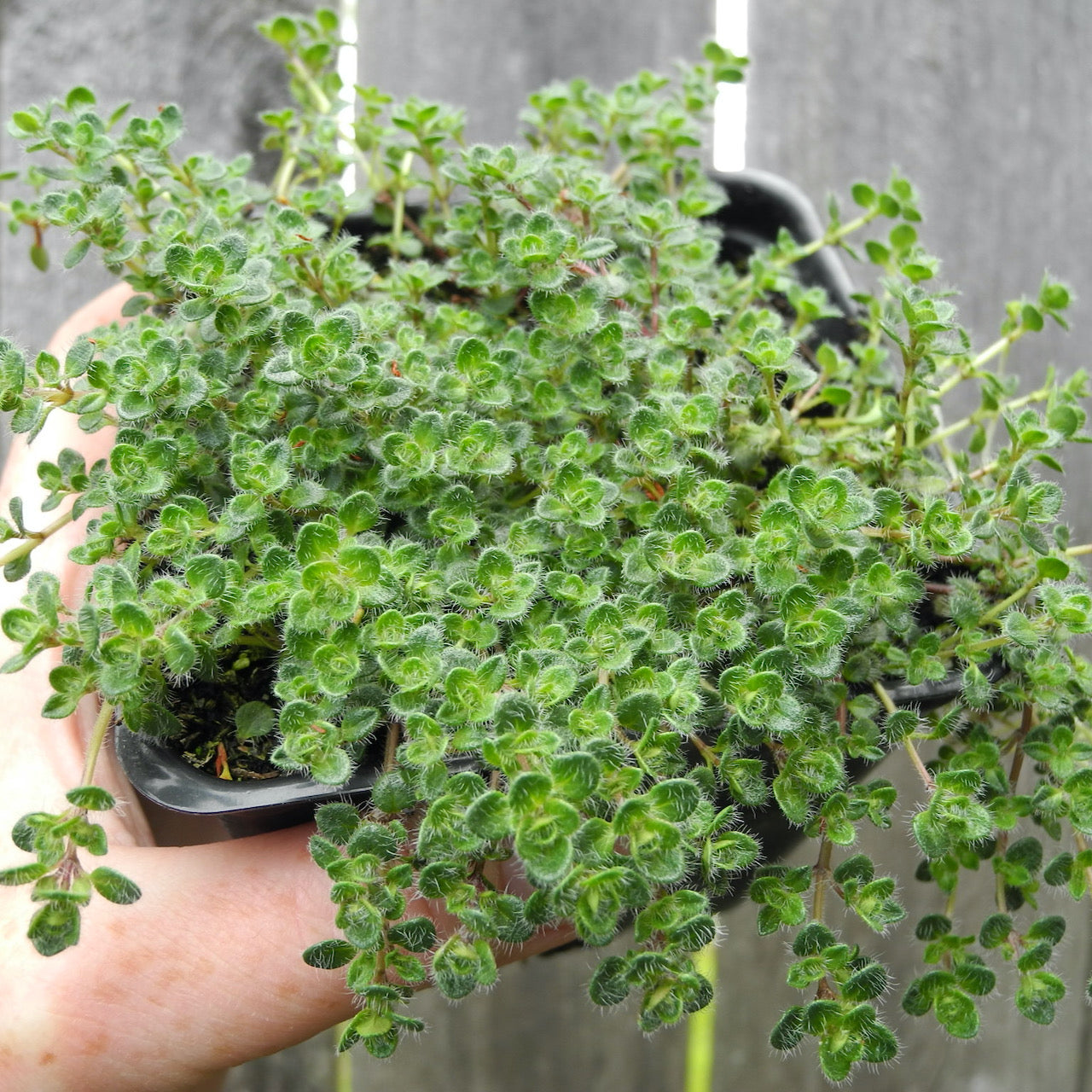 Woolly Thyme - Thymus pseudolanuginosus