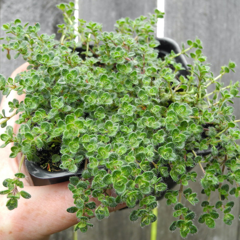 Woolly Thyme - Thymus pseudolanuginosus
