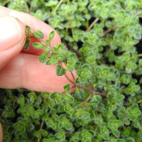 Woolly Thyme - Thymus pseudolanuginosus
