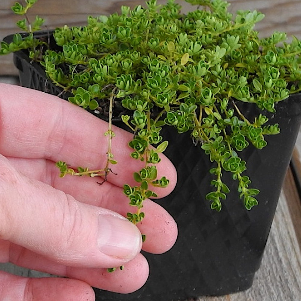 White Thyme - Thymus serpylllum 'Alba'