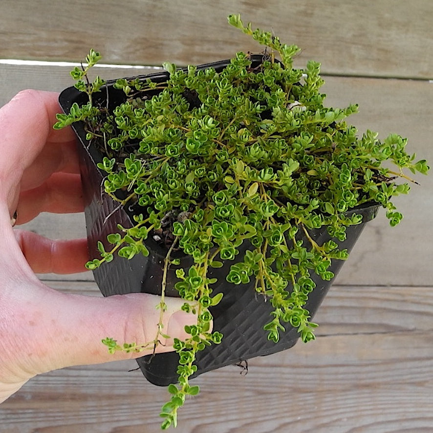 White Thyme - Thymus serpylllum 'Alba'