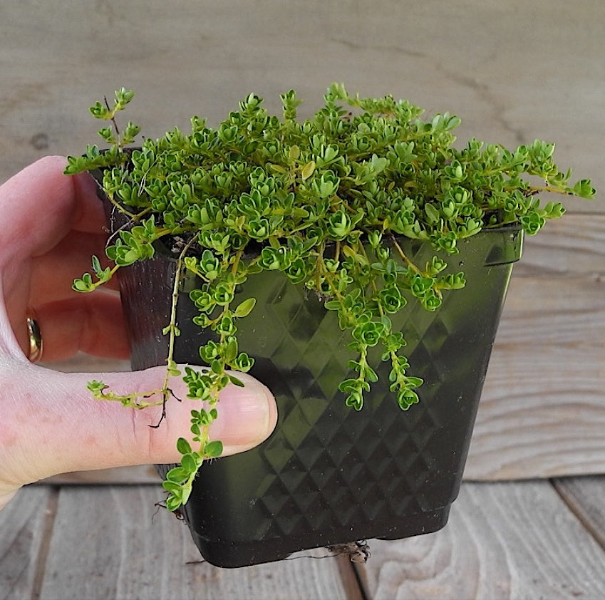 White Thyme - Thymus serpylllum 'Alba'